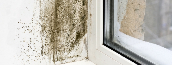 Indoor Air Quality Mold